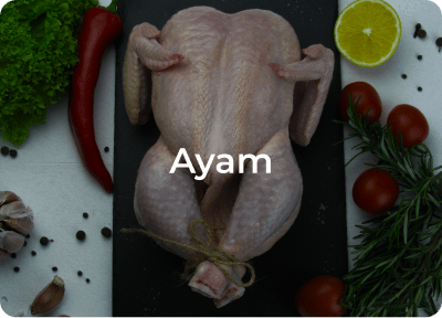 distributor daging ayam